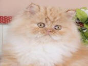 Persian kittens for sale, Doll Face Persians, Bicolor Persian kittens, Cozy Kittens