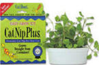 cat garden catnip
