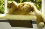 Comfort Window Cat Perch