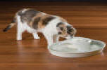 Ceramic Cat Fountain.