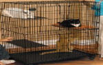 Midwest Cat Playpen