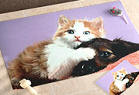 personalized photo cat doormat