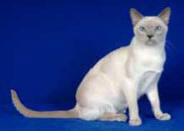 Adult Tonkinese