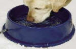 Cat Bowls Heated (96oz) 110V - No More Frozen Water!