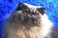 cat show champions