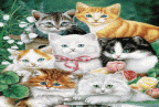 Kitten's Galore Tapestry Throw