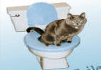 cat toilet training