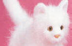 Chenille Stuffed Plush Long-haired White Cat