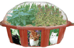 White Box Gardens - Cat's Fantasy Plant Kit