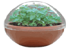 cat garden Micro Terrariums - Happy Cat Catnip Plant