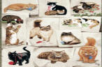 cat beddings