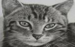 Cute Cat - Pet Portrait