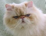 online cat show