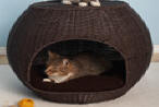 igloo rattan wicker cat bed