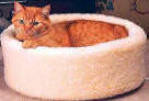 beds cat