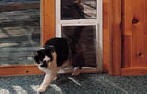 PetSafe Deluxe Cat Doors