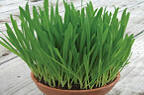 Cat Grass