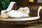 Leopard Pet Chaise